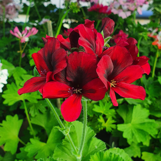 Mystery - Unique Pelargonium (Geranium) Plant - 6cm bio pot