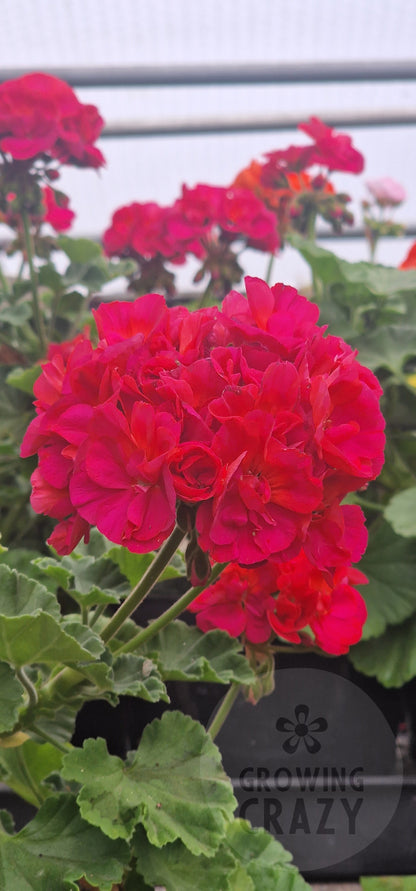 Nellie Florrie Zonal Pelargonium in flower