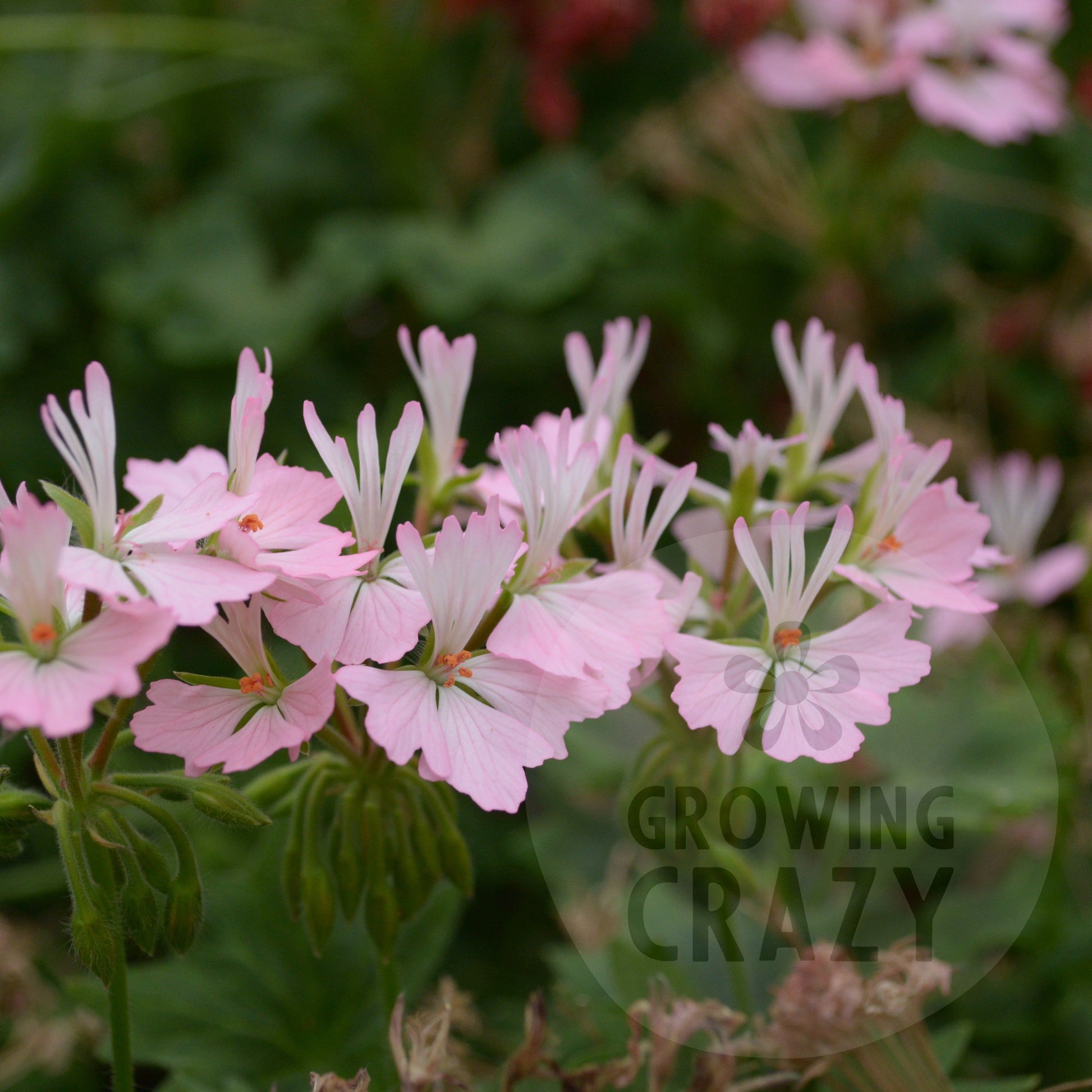 Newchurch is a Stellar Pelargonium / Geranium which has single pink flowers which fade to a paler pink then white in the centre.  It really is a more delicate Stellar Pelargonium to compliment the usual explosions of colour.