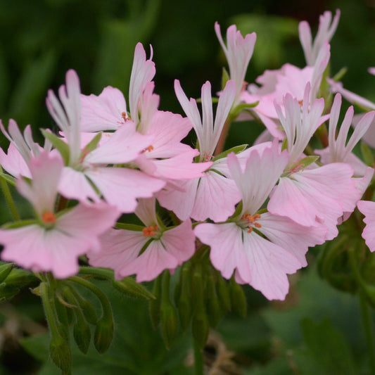 Newchurch is a Stellar Pelargonium / Geranium which has single pink flowers which fade to a paler pink then white in the centre.  It really is a more delicate Stellar Pelargonium to compliment the usual explosions of colour.