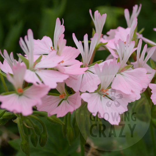 Newchurch is a Stellar Pelargonium / Geranium which has single pink flowers which fade to a paler pink then white in the centre.  It really is a more delicate Stellar Pelargonium to compliment the usual explosions of colour.