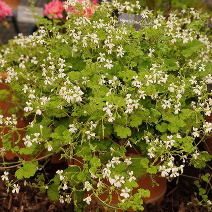 A potted trailing flowering plant with dense clusters of small white flowers and green leaves, growing in a garden bed with mulch and other potted plants in the background.