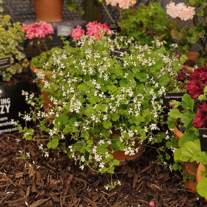 P. odoratissimum - Species Pelargonium