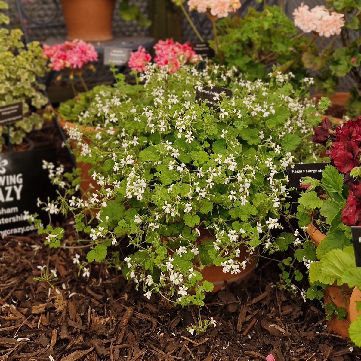 P. odoratissimum - Species Pelargonium