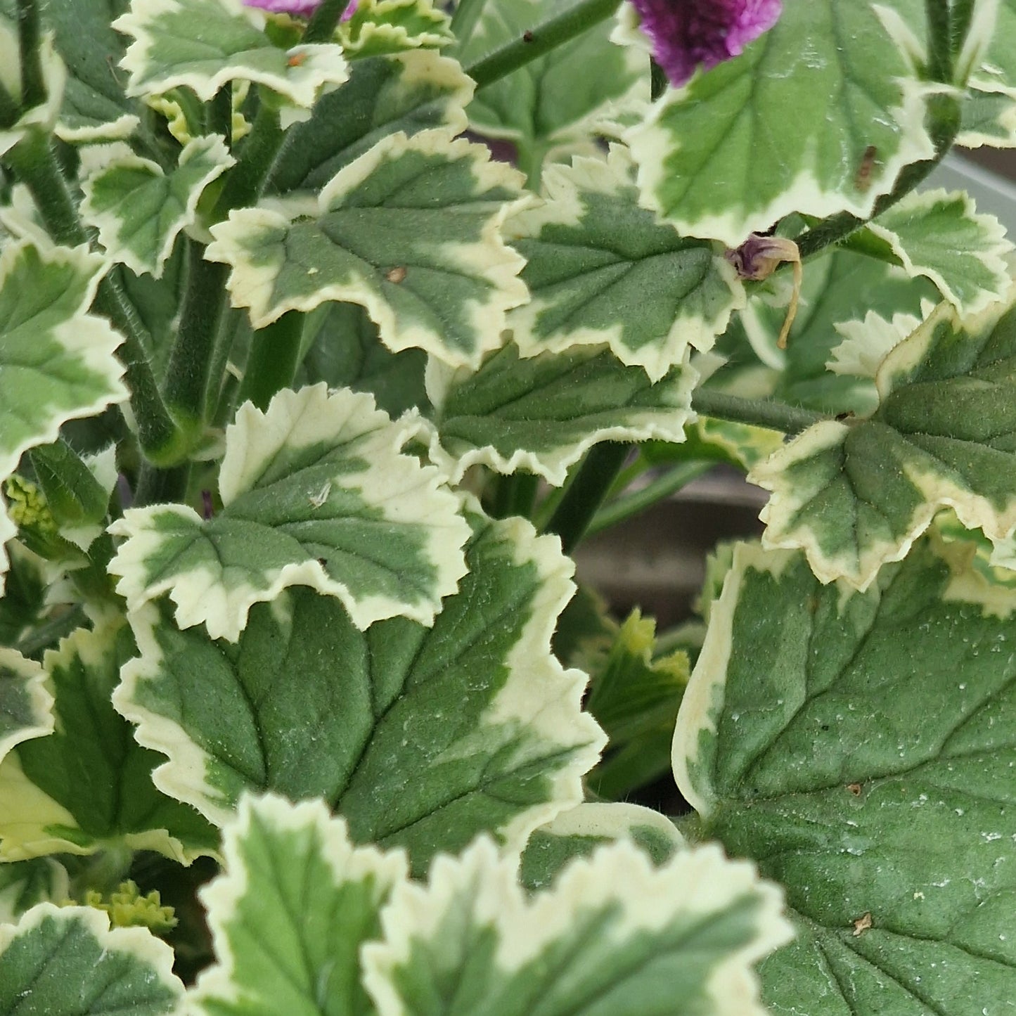 Oldbury Duet - Angel Pelargonium (Geranium) Plant - 6cm bio pot
