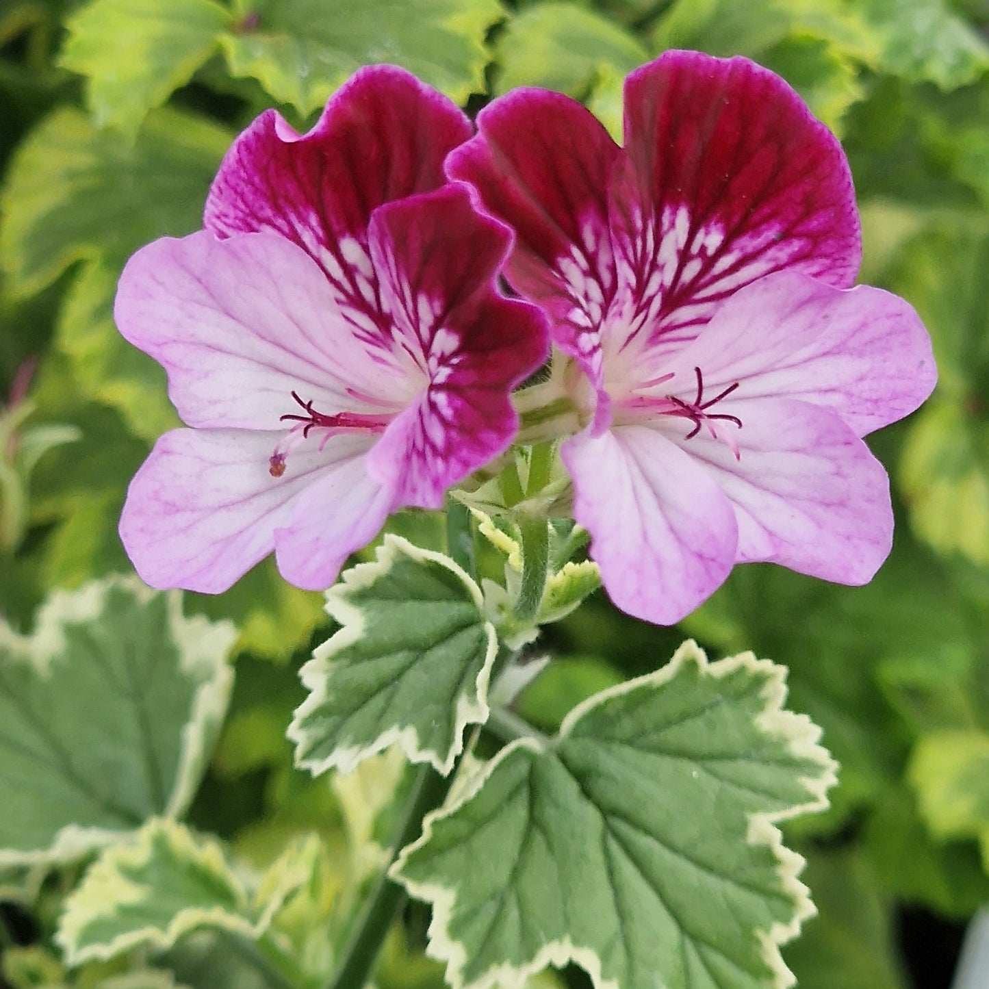 Oldbury Duet - Angel Pelargonium (Geranium) Plant - 6cm bio pot