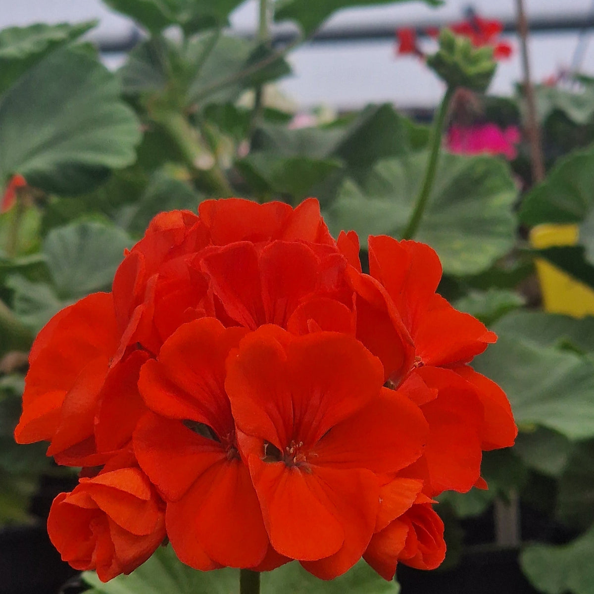 A close-up of a vibrant red geranium flower with green leaves, photographed in a greenhouse setting.