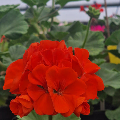 A close-up of a vibrant red geranium flower with green leaves, photographed in a greenhouse setting.