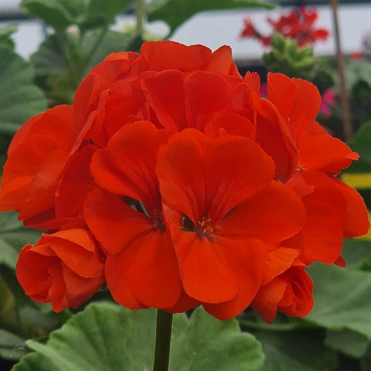 Bright red geranium flowers with green leaves in a greenhouse setting.
