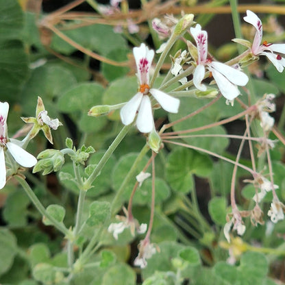 P. dichondrifolium Species Pelargonium in flower