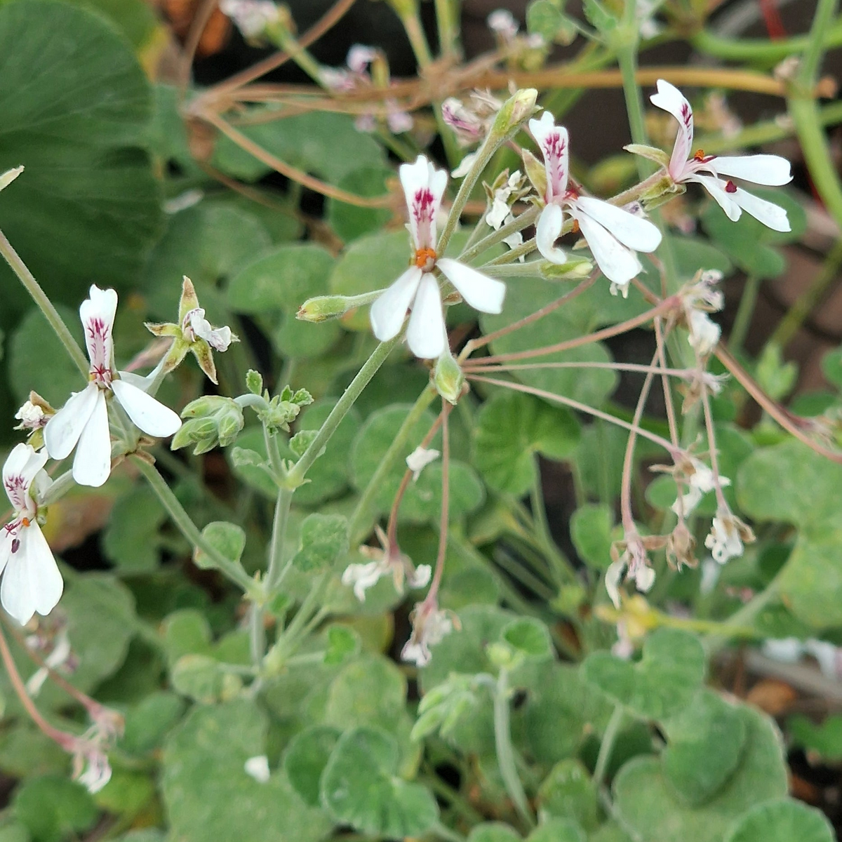 P. dichondrifolium - Species Pelargonium / Geranium - Single Plant 6cm bio Pot