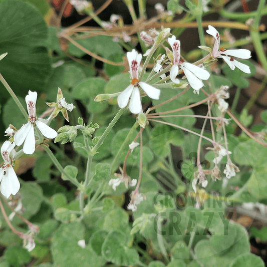 P. dichondrifolium - Species Pelargonium