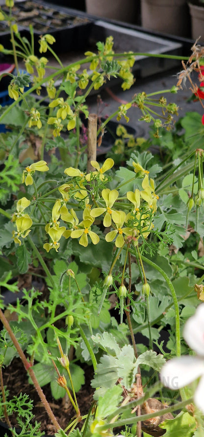 P. gibbosum Species Pelargonium in flower