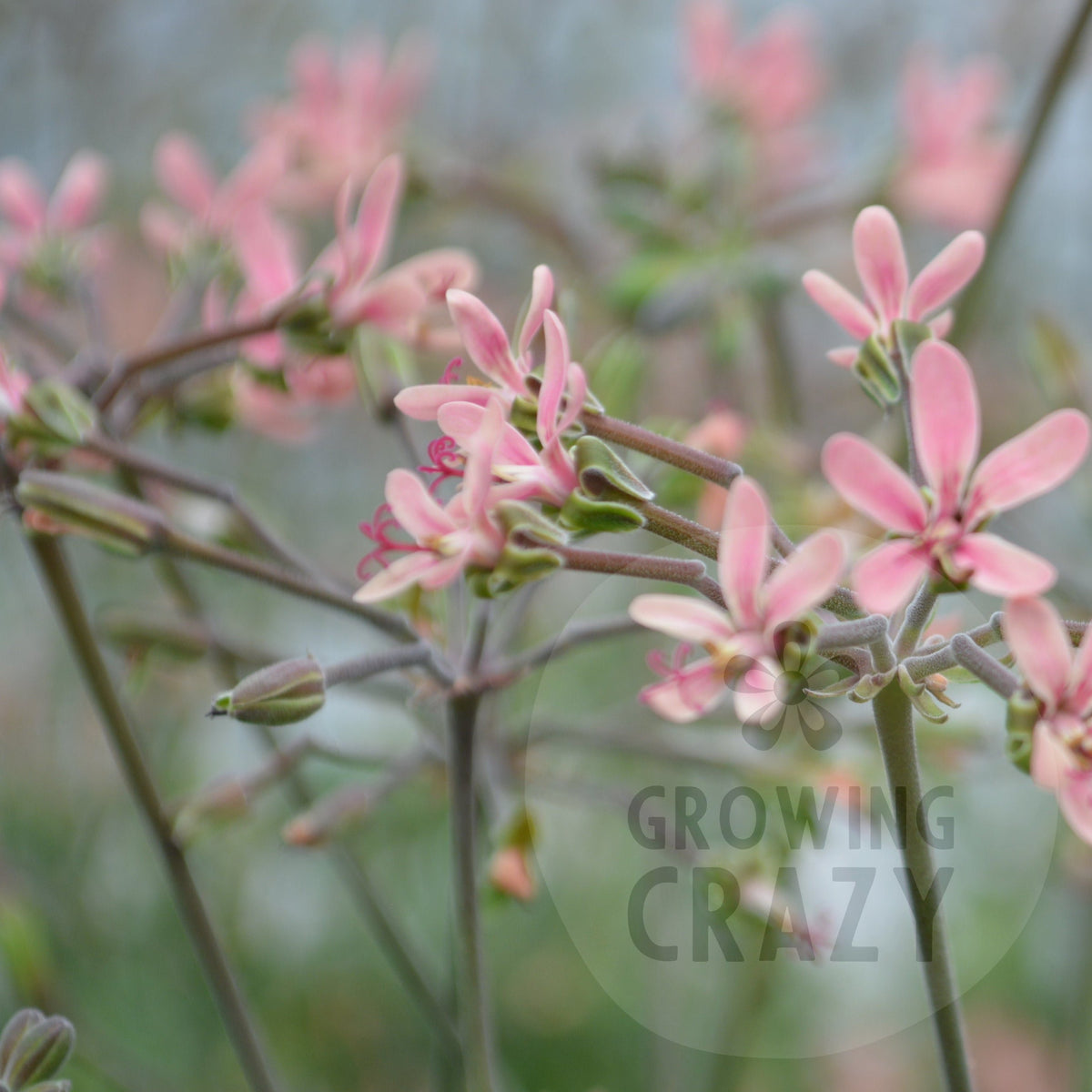 P. gibbosum x P. anethifolium species hybrid Pelargonium in flower