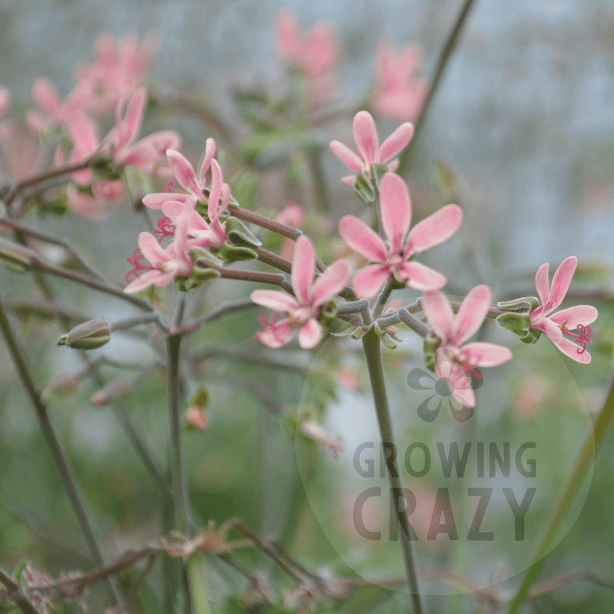 P. gibbosum x P. anethifolium - Species Hybrid Pelargonium