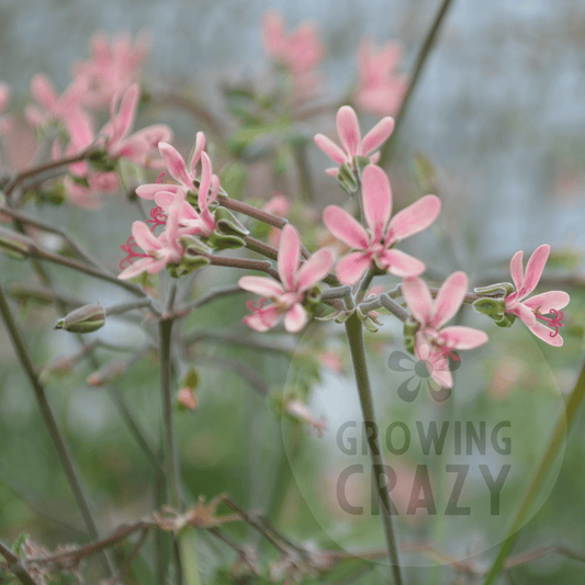 P. gibbosum x P. anethifolium - Species Hybrid Pelargonium
