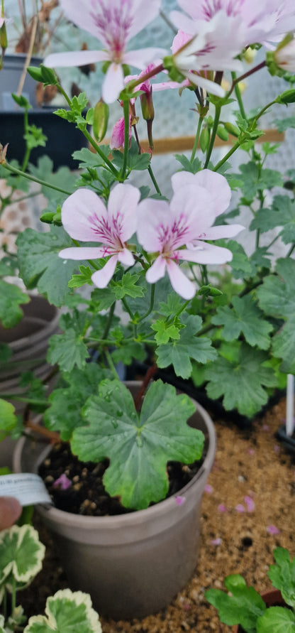 P. grandiflorum Species Pelargonium in flower