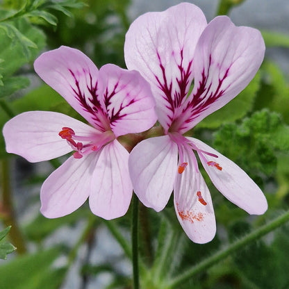 P. panduriforme - Species Pelargonium / Geranium - Single Plant 6cm bio Pot