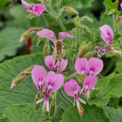 P. paplionaceum - Species Pelargonium
