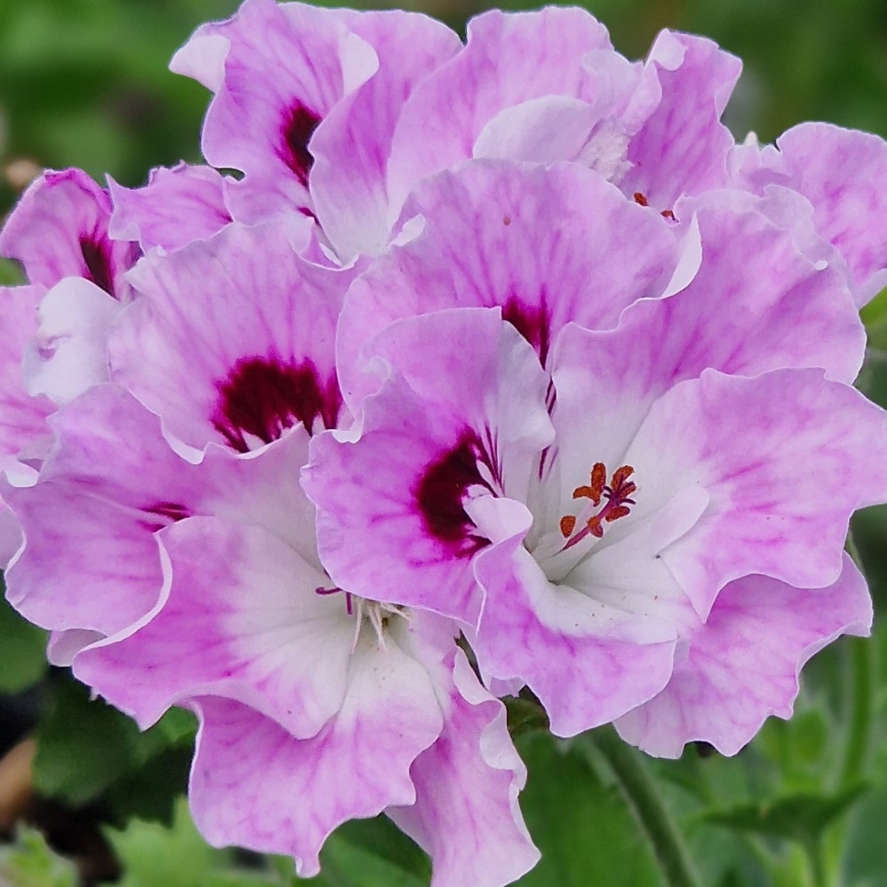Parisienne - Regal Pelargonium (Geranium) plant - 6cm bio pot