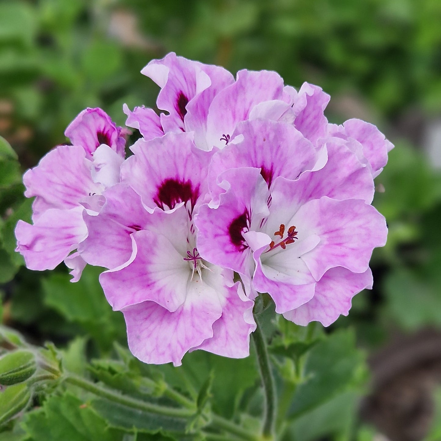 Parisienne - Regal Pelargonium (Geranium) plant - 6cm bio pot