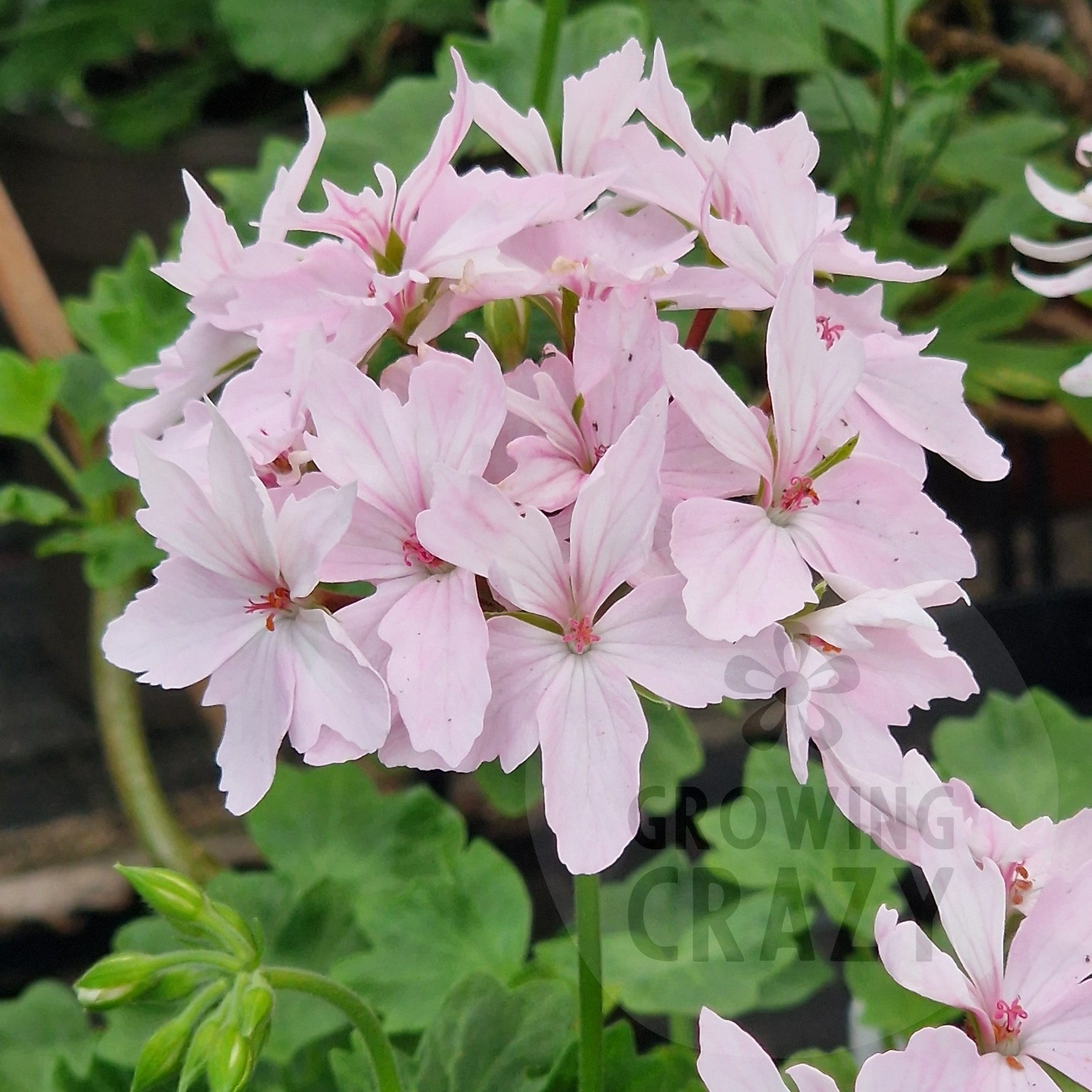 Pat Hannam - Stellar Pelargonium (Geranium) Plant - 6cm bio pot ...