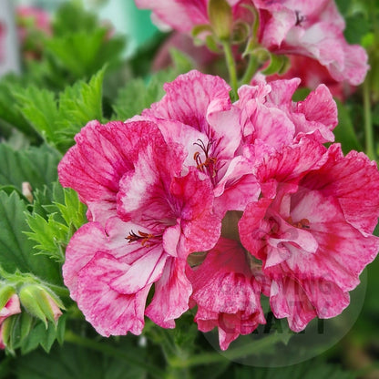 Pat Pope - Regal Pelargonium (Geranium) plant - 6cm bio pot