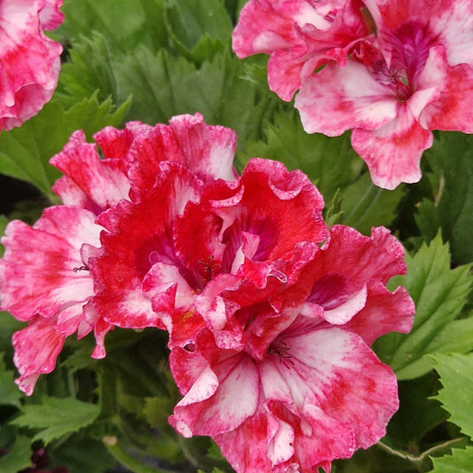 Pat Pope Regal Pelargonium