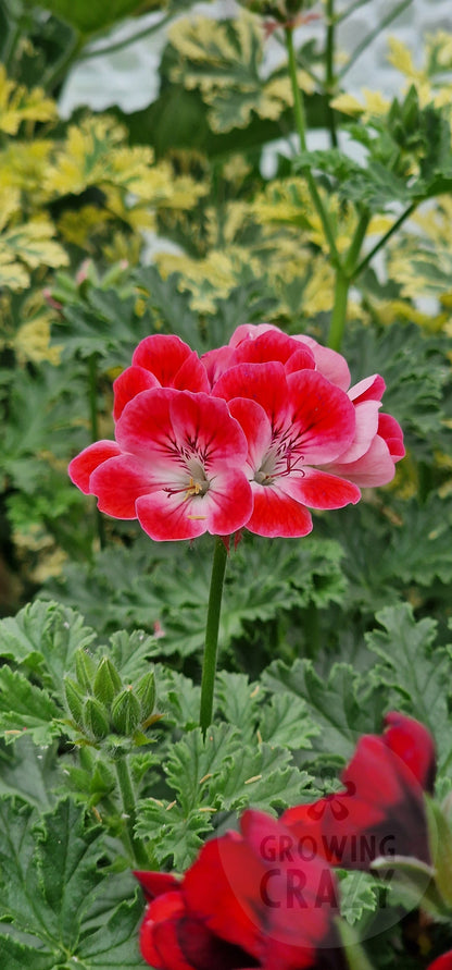 Paton's Unique Pelargonium in flower