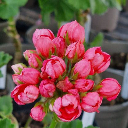 Patricia Andrea - Zonal Pelargonium / Geranium Garden Plant - 6cm bio pot