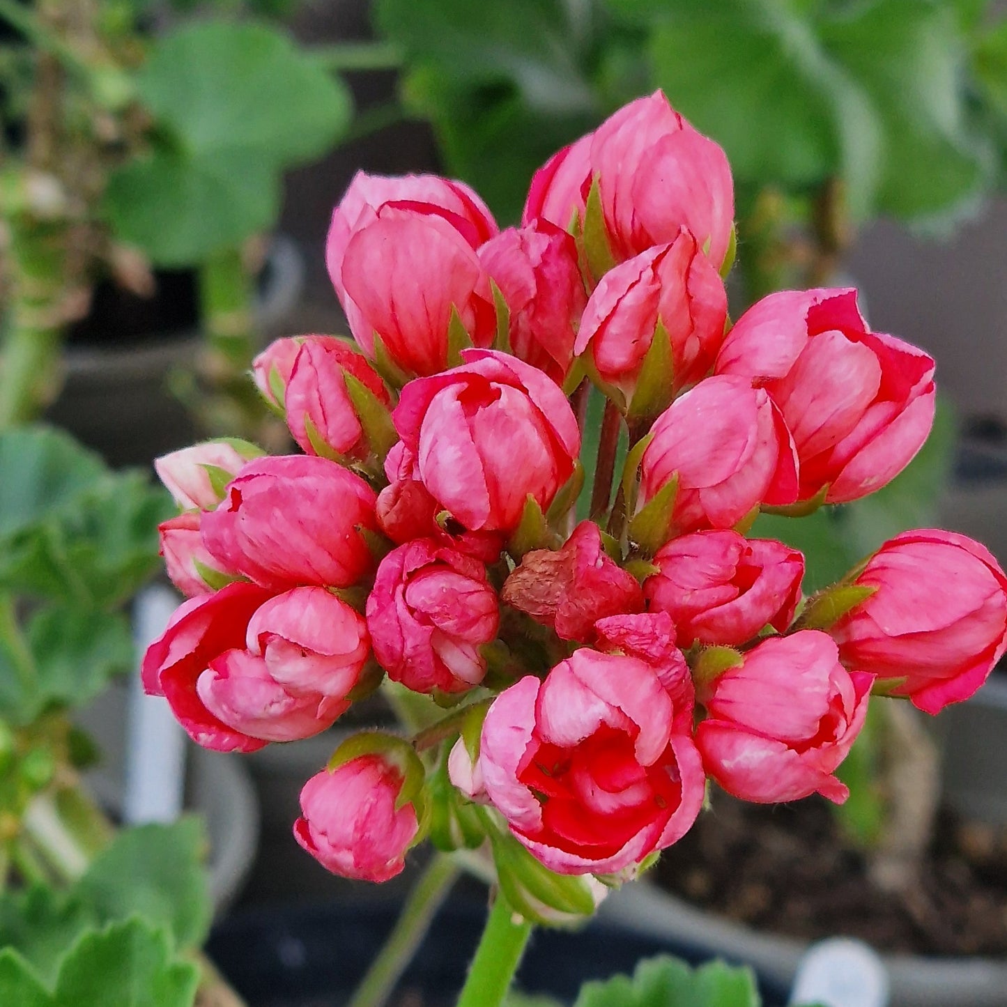 Patricia Andrea - Zonal Pelargonium / Geranium Garden Plant - 6cm bio pot