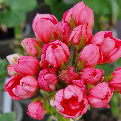 Patricia Andrea - Zonal Pelargonium / Geranium Garden Plant - 6cm bio pot