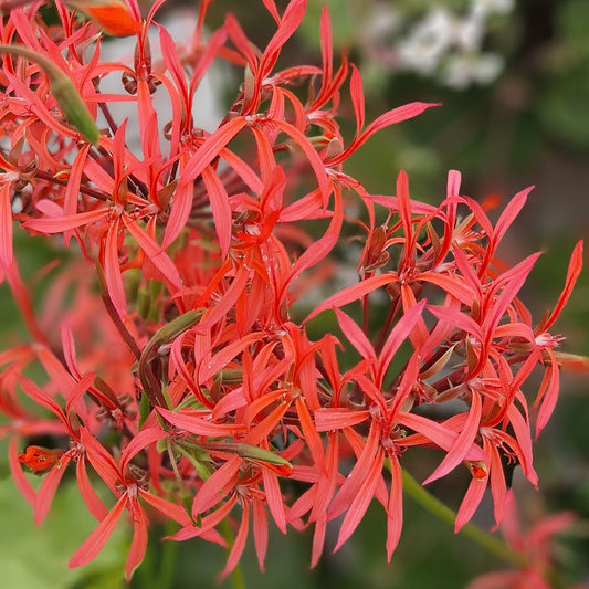 P. stenopetalum has flowers that are a very bright pink with very thin spidery petals.   Its leaves are waxy, pale green with a very faint zone that are almost ivy-leaved like. Featured on BBC Gardeners World TV 2025 and available to buy in the UK from Growing Crazy.