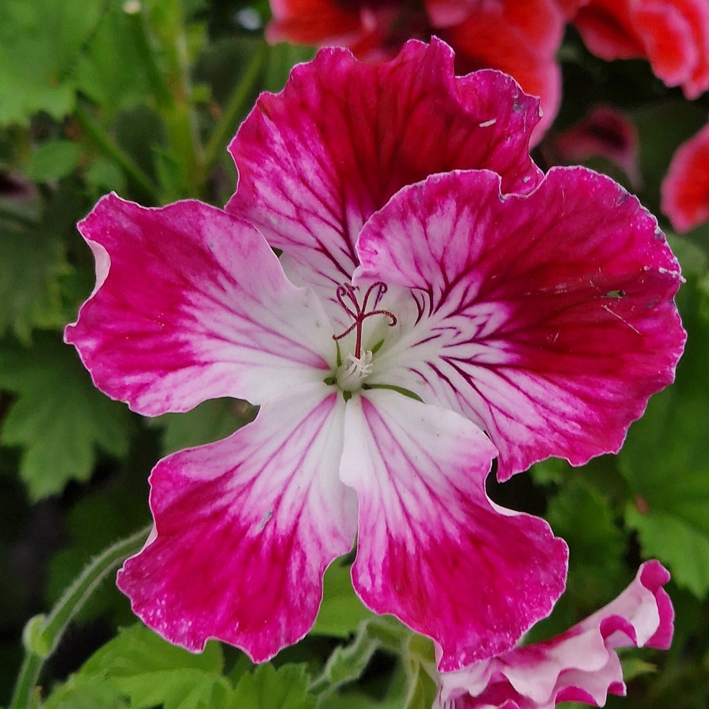 Peter's Choice - Regal Pelargonium (Geranium) plant - 6cm bio pot