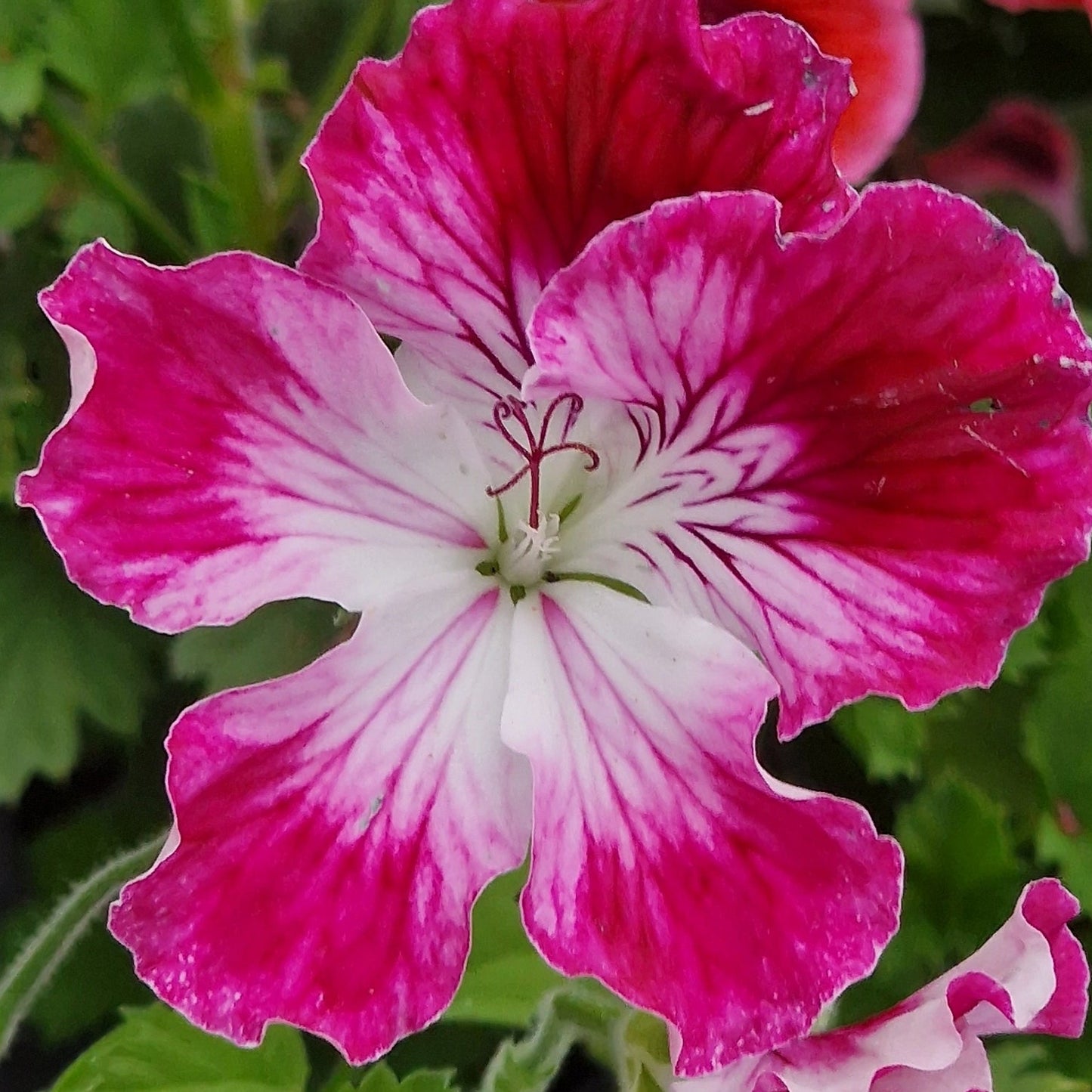 Peter's Choice - Regal Pelargonium (Geranium) plant - 6cm bio pot