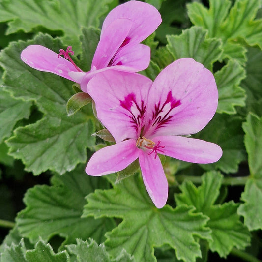 Peter's Luck scented leaf Pelargonium in flower