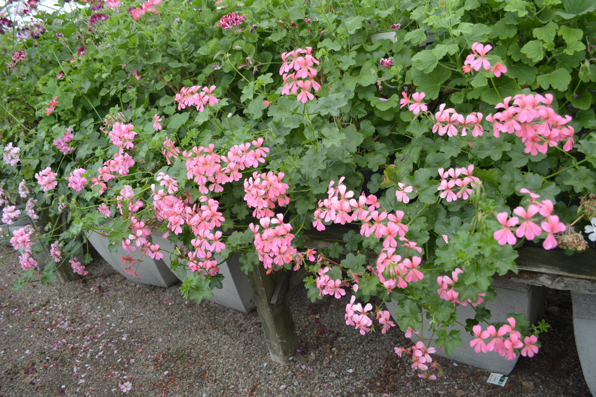 Pink Cascade Ivy Leaved Pelargonium