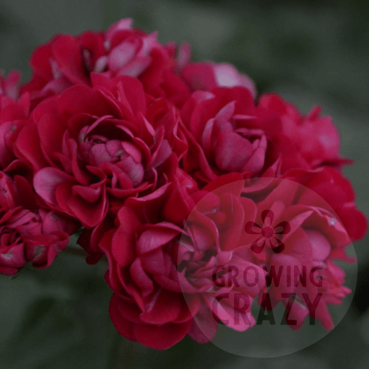 Plum Rambler - Rosebud Pelargonium (Geranium) Plant - 6cm pot