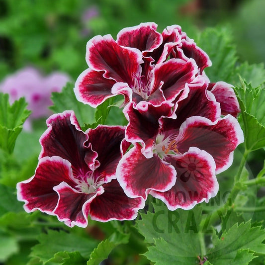 Pompeii - Regal Pelargonium (Geranium) plant - 6cm bio pot