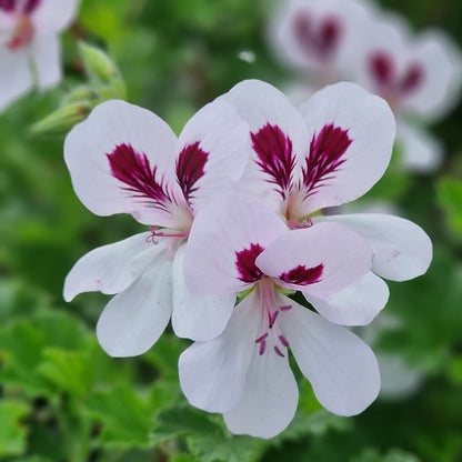 Princeanum - Scented Leaf Pelargonium (Geranium) - 6cm bio pot