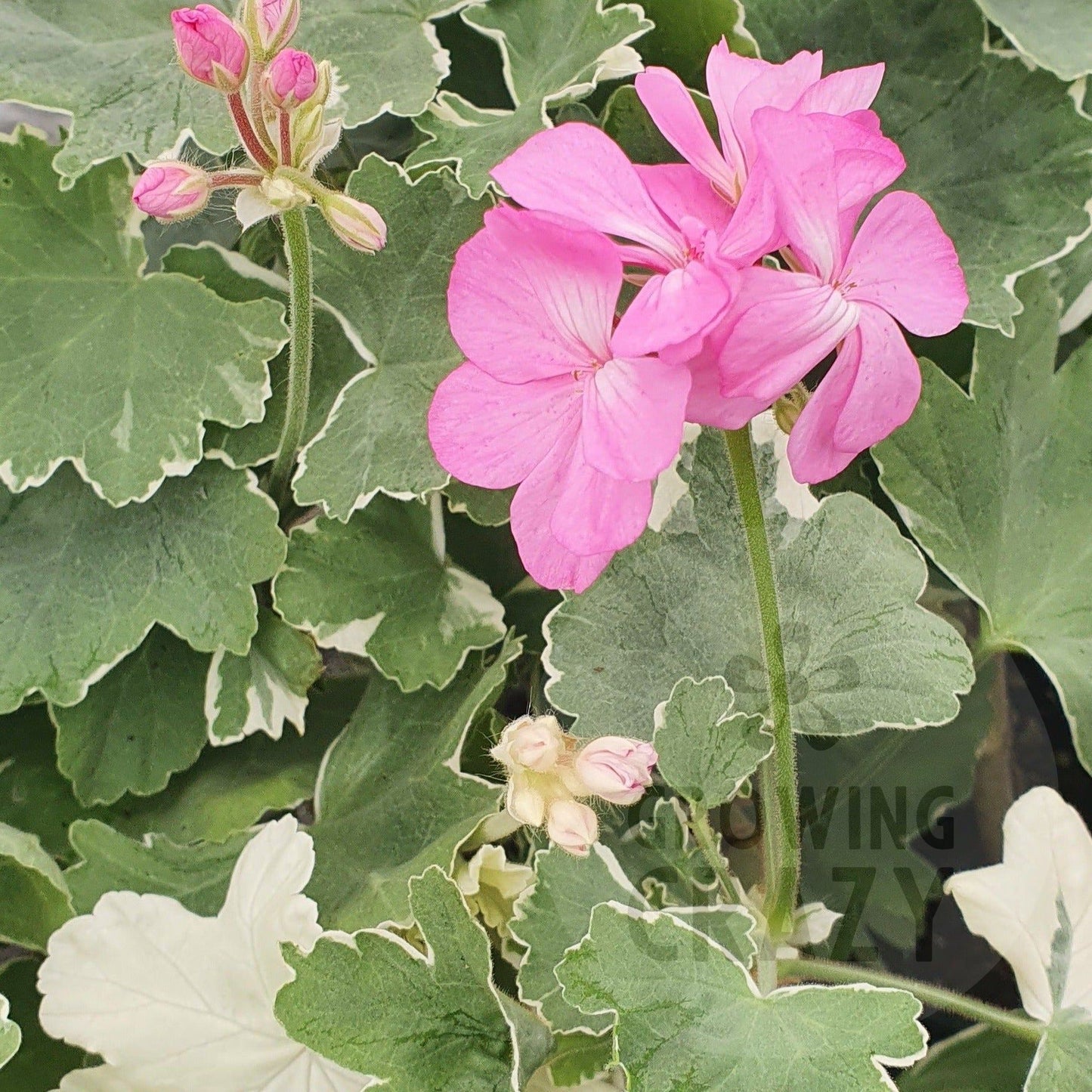 Princess Alexandra - Coloured Leaf Pelargonium (Geranium) Plant - 6cm bio pot