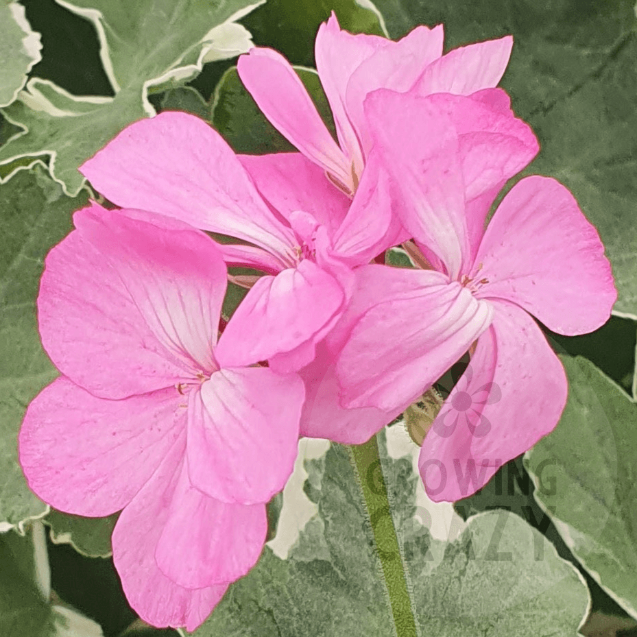 Princess Alexandra - Coloured Leaf Pelargonium (Geranium) Plant - 6cm bio pot