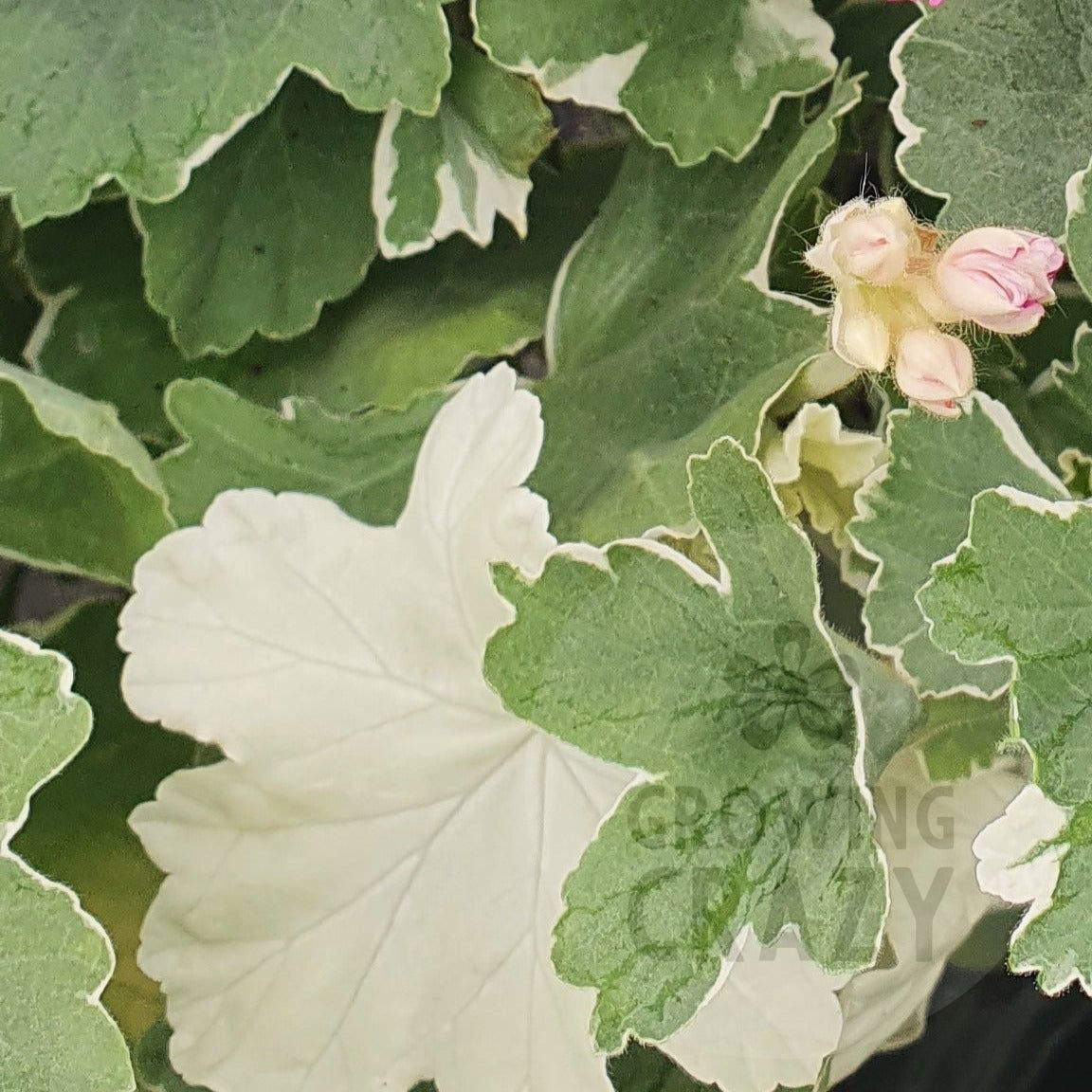 Princess Alexandra - Coloured Leaf Pelargonium (Geranium) Plant - 6cm bio pot