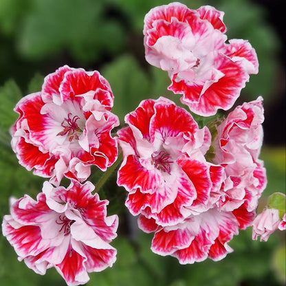 Princess of Wales - Regal Pelargonium (Geranium) plant - 6cm bio pot