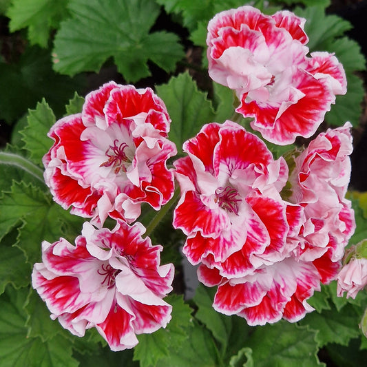 Princess of Wales - Regal Pelargonium (Geranium) plant - 6cm bio pot