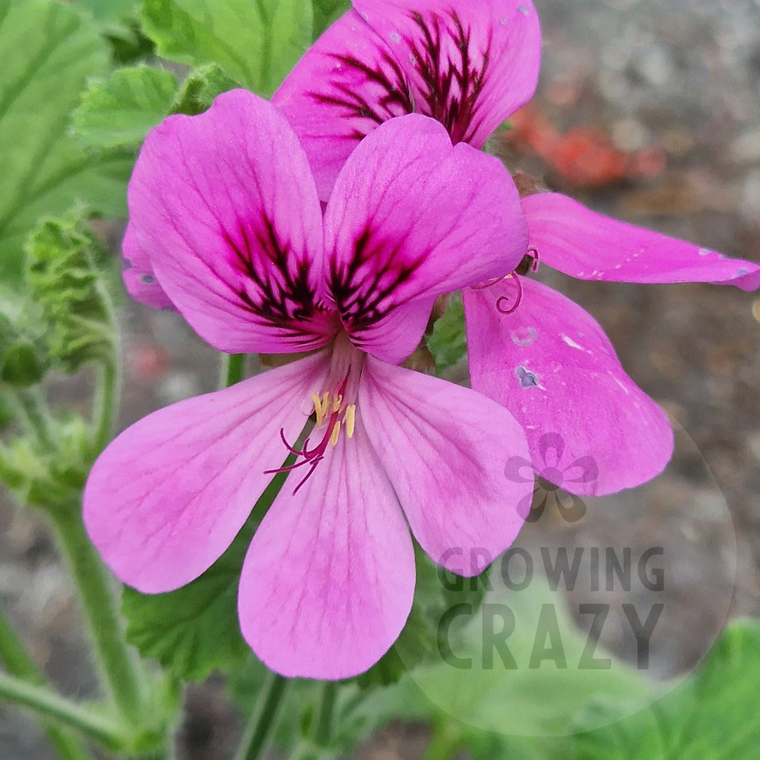 Purple Unique - Unique Pelargonium (Geranium) Plant - 6cm bio pot ...