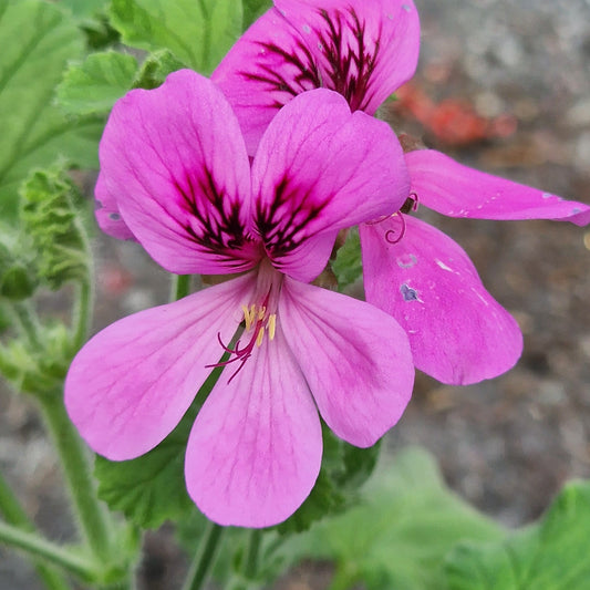 Purple Unique - Unique Pelargonium (Geranium) Plant - 6cm bio pot