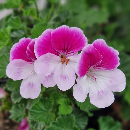 Quantock Candy - Angel Pelargonium (Geranium) Plant - 6cm bio pot