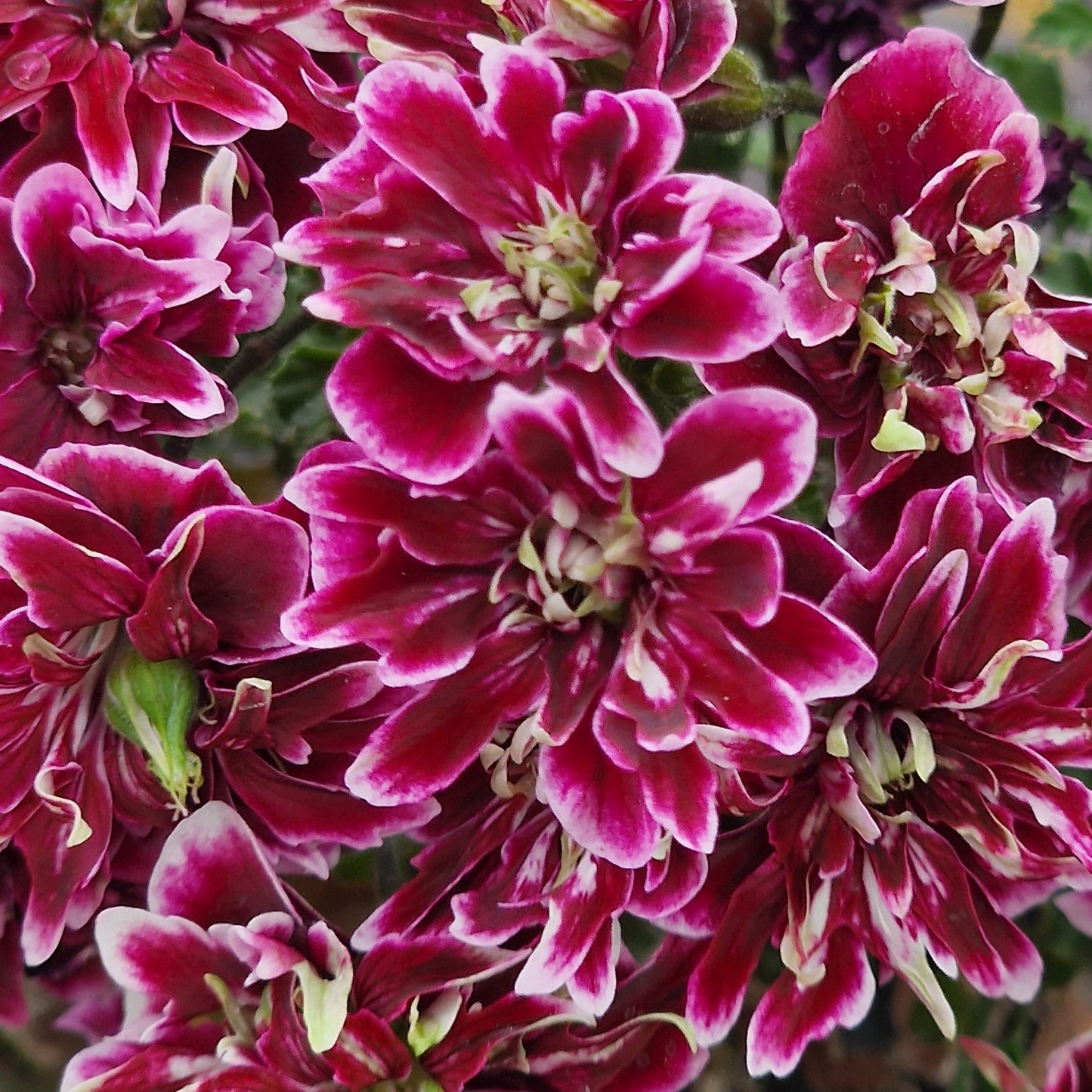 Quantock Double Dymond - Angel Pelargonium (Geranium) Plant - 6cm bio pot
