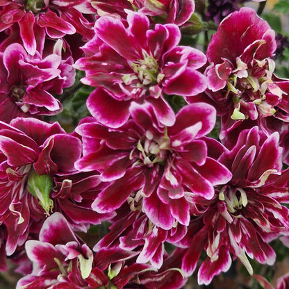 Quantock Double Dymond - Angel Pelargonium (Geranium) Plant - 6cm bio pot